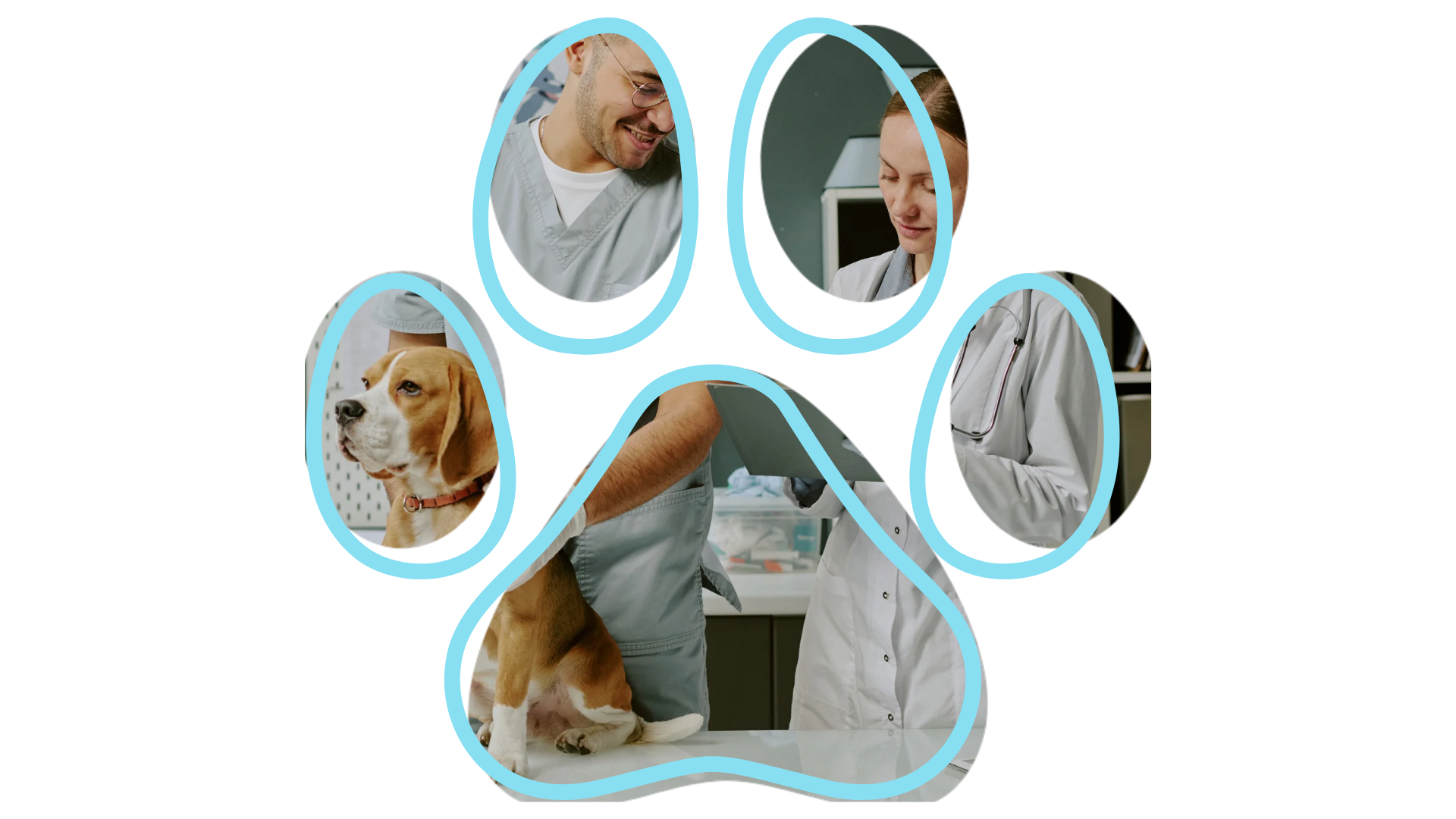 Senior dog exam at Pet Care & Surgery Center with experienced vet near me