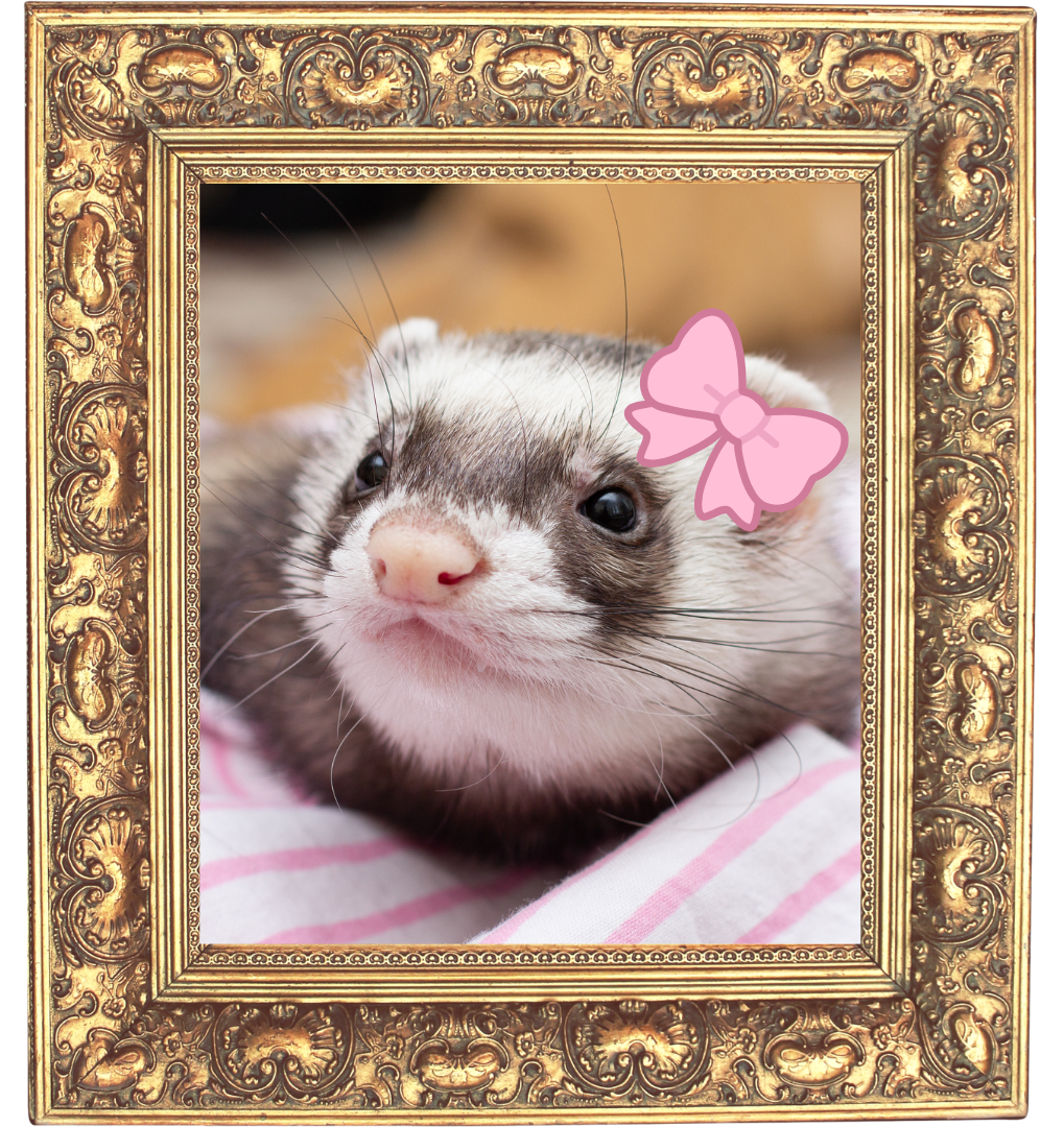 A ferret photo in a gold photo frame for Pet Care & Surgery Center in Pittsburg, KS