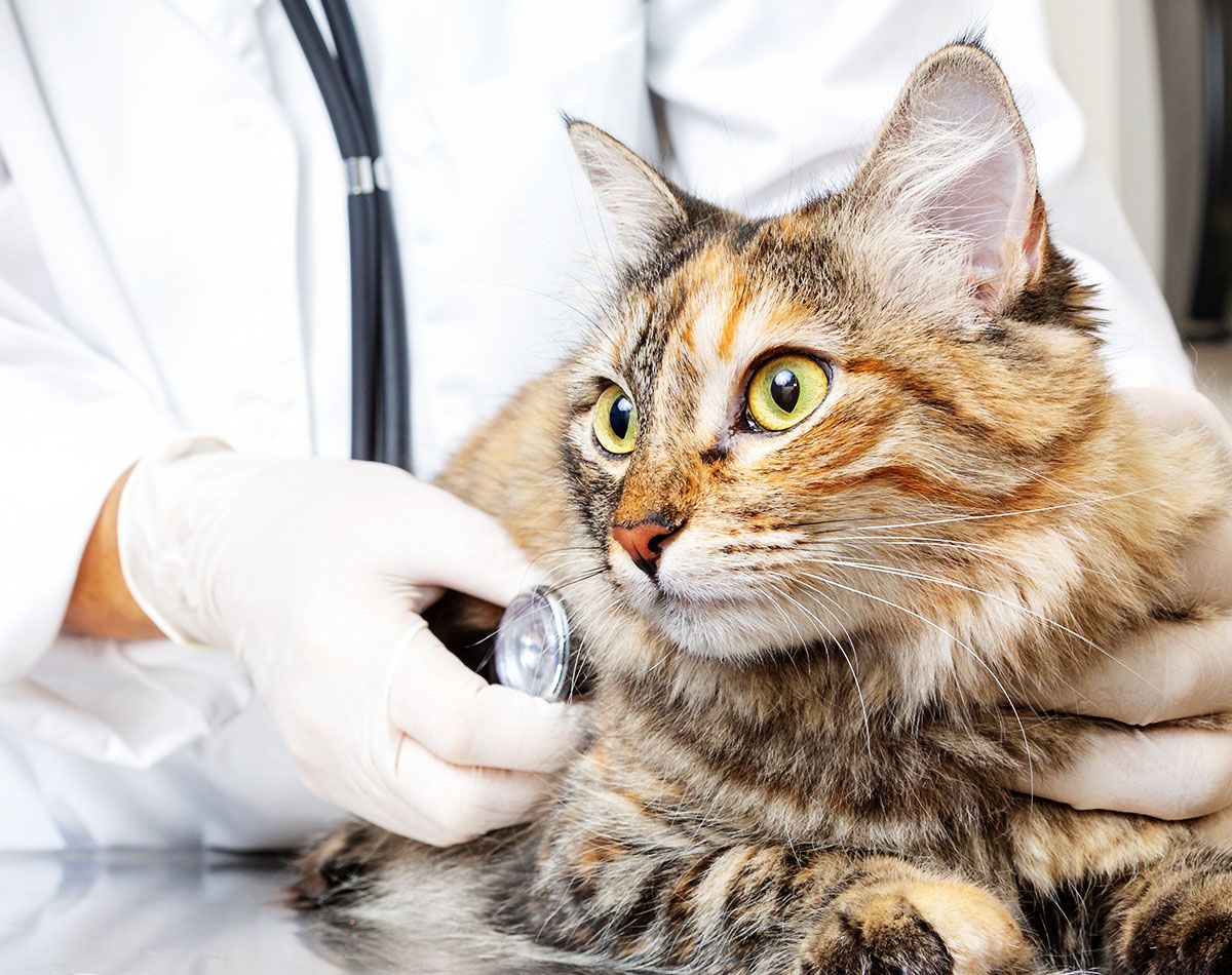 cat at exam table with veterinarian