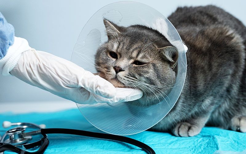 cat at veterinary after surgery