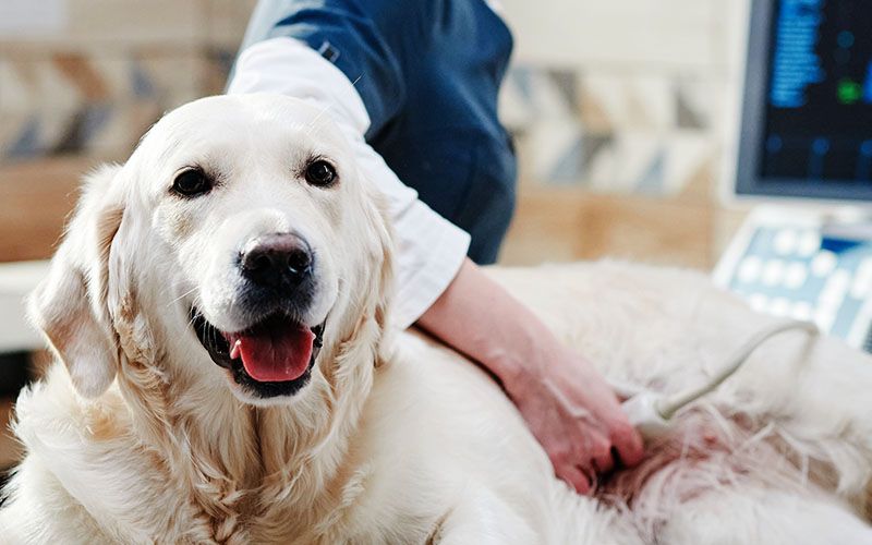 vet performing ultrasound on golden retriever dog