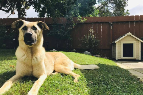 Pet Boarding 101: What to Expect and How to Choose the Right Facility