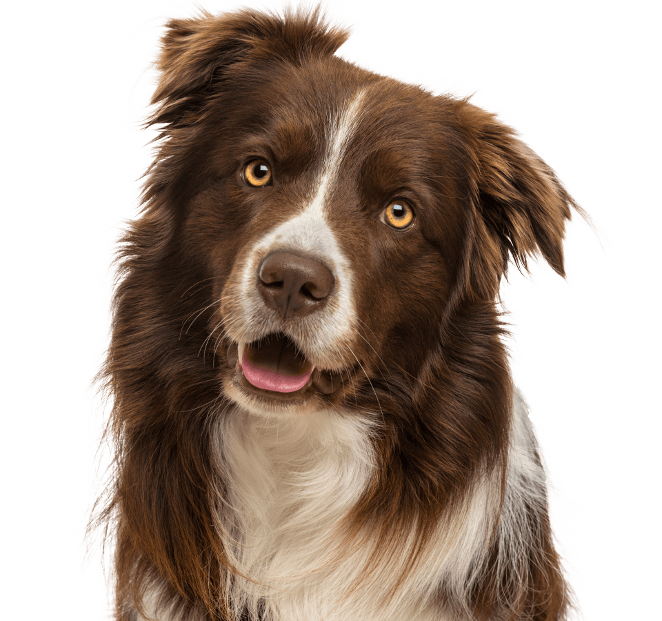 smiling brown border collie