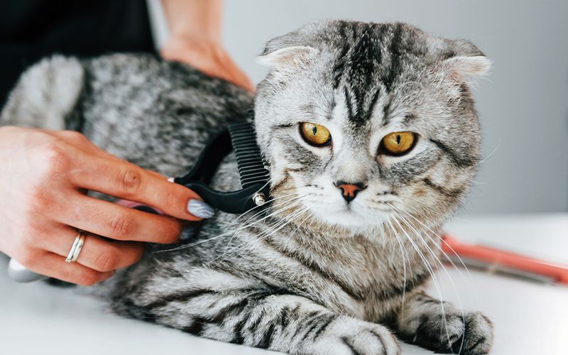 pet groomer brushing gray cat