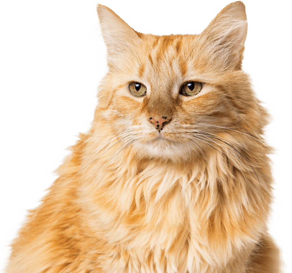 orange longhair cat