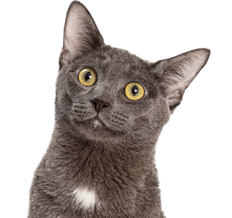 cute gray cat on transparent background