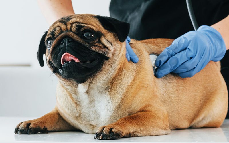 vet listening to pug dog&#039;s lungs