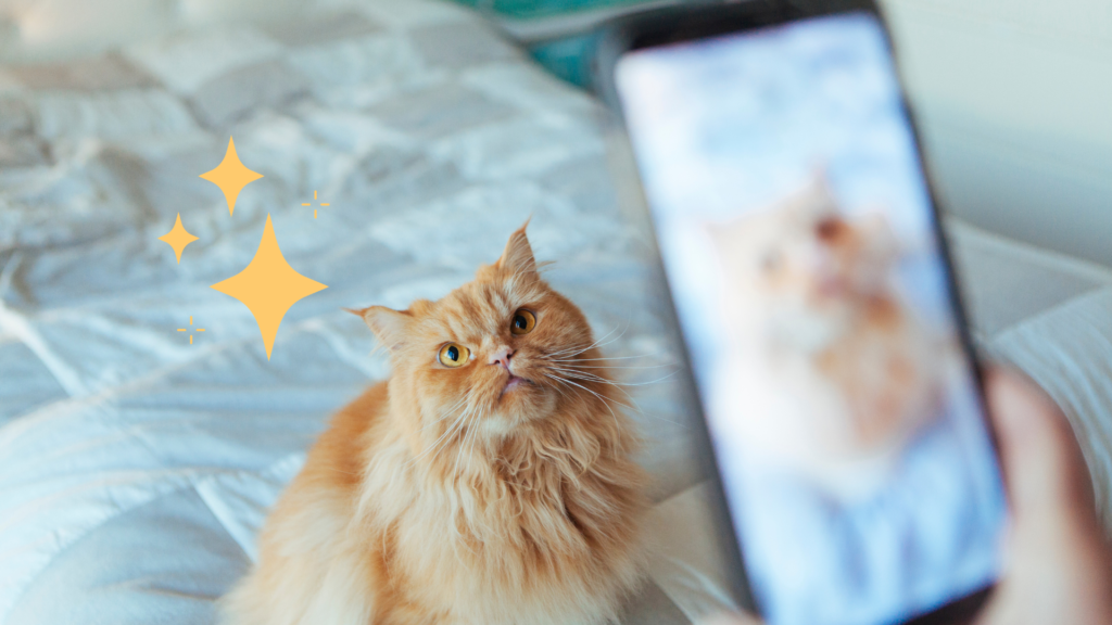 Taking a Pet Photo of an Orange Cat in Pittsburg