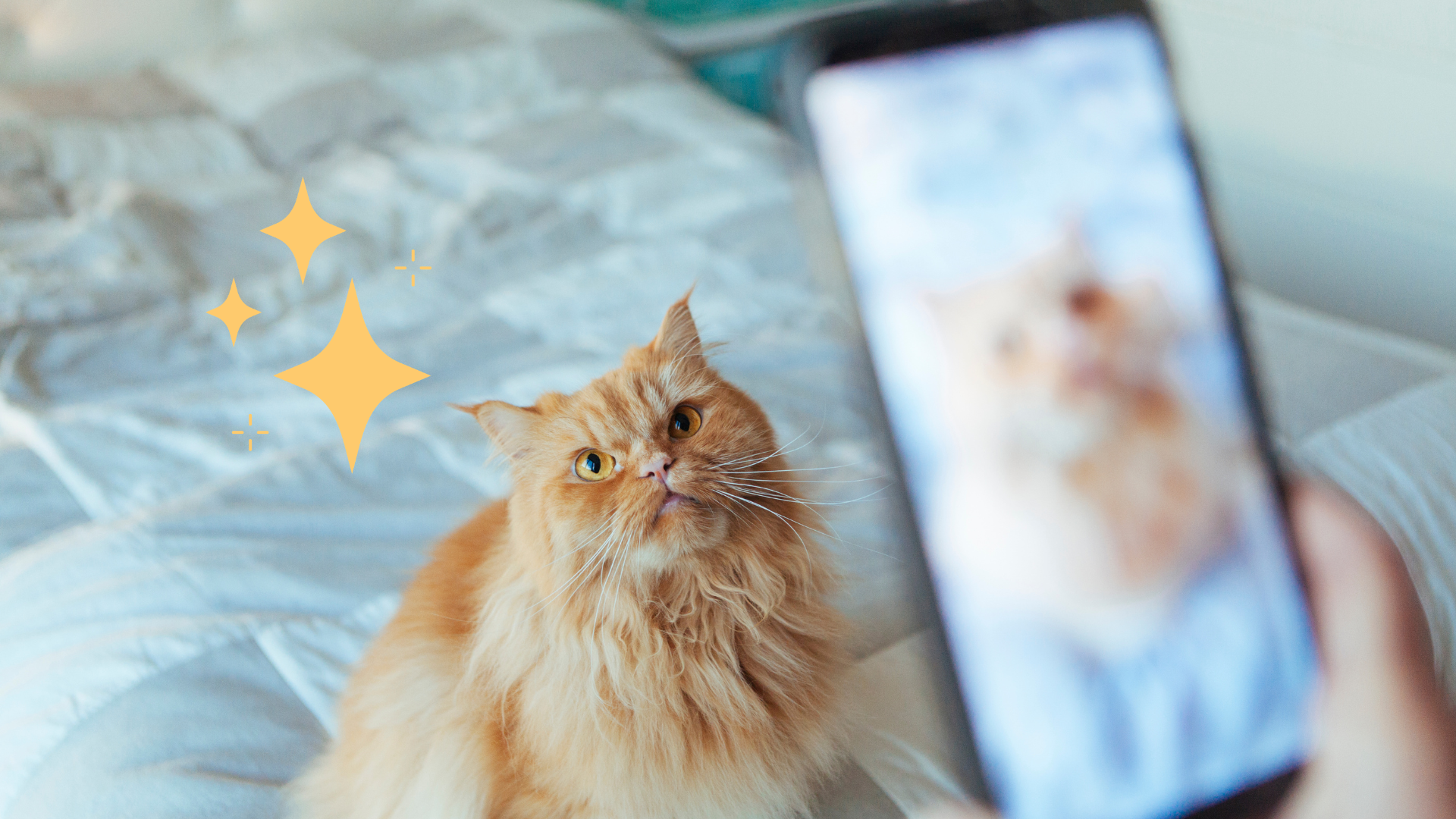 Taking a Pet Photo of an Orange Cat in Pittsburg