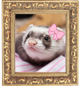 A ferret photo in a gold photo frame for Pet Care & Surgery Center in Pittsburg, KS