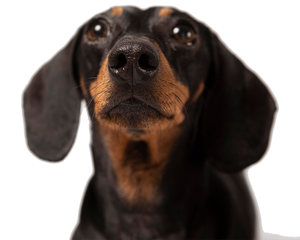 A close-up of a black and tan dachshund with a curious expression and bright eyes.