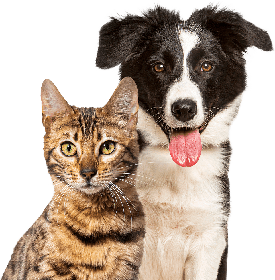 A tabby cat and a black and white dog are standing close together, both looking at the camera.