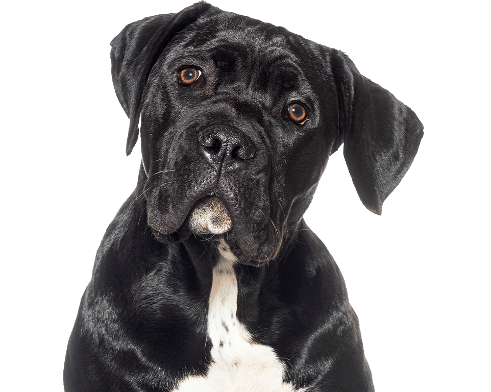 A black dog with a distinctive white patch on its chest, tilting its head and looking curiously at the viewer.