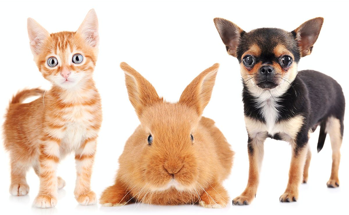A ginger kitten, a brown rabbit, and a small black and tan dog stand side by side.