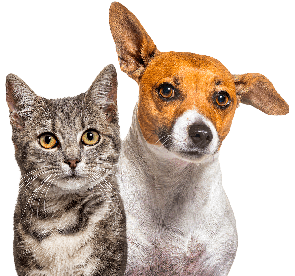 A gray tabby cat and a small brown and white dog stand side by side, both looking toward the viewer.