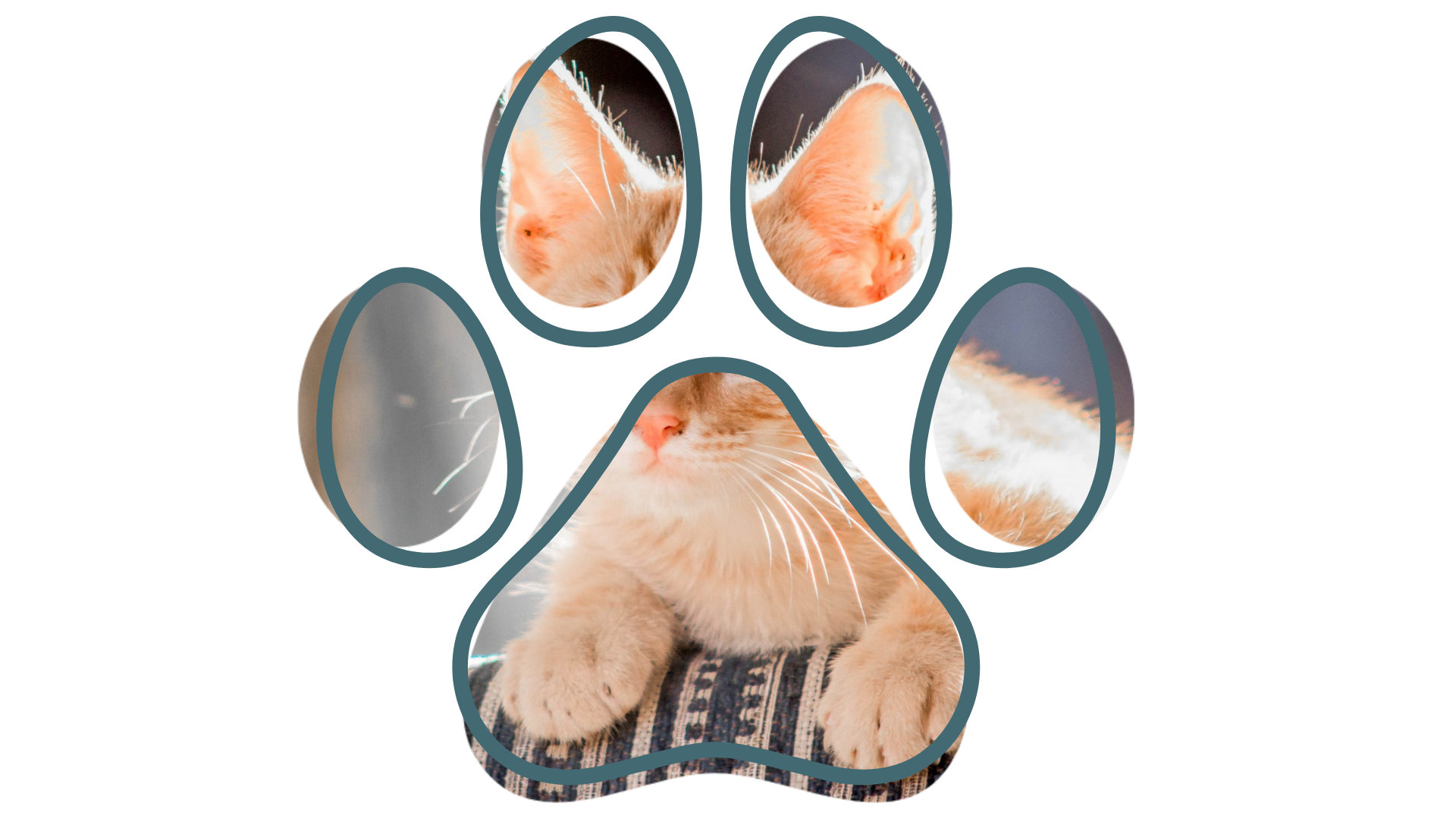 Veterinary surgical team at Pet Care & Surgery Center providing expert care near me