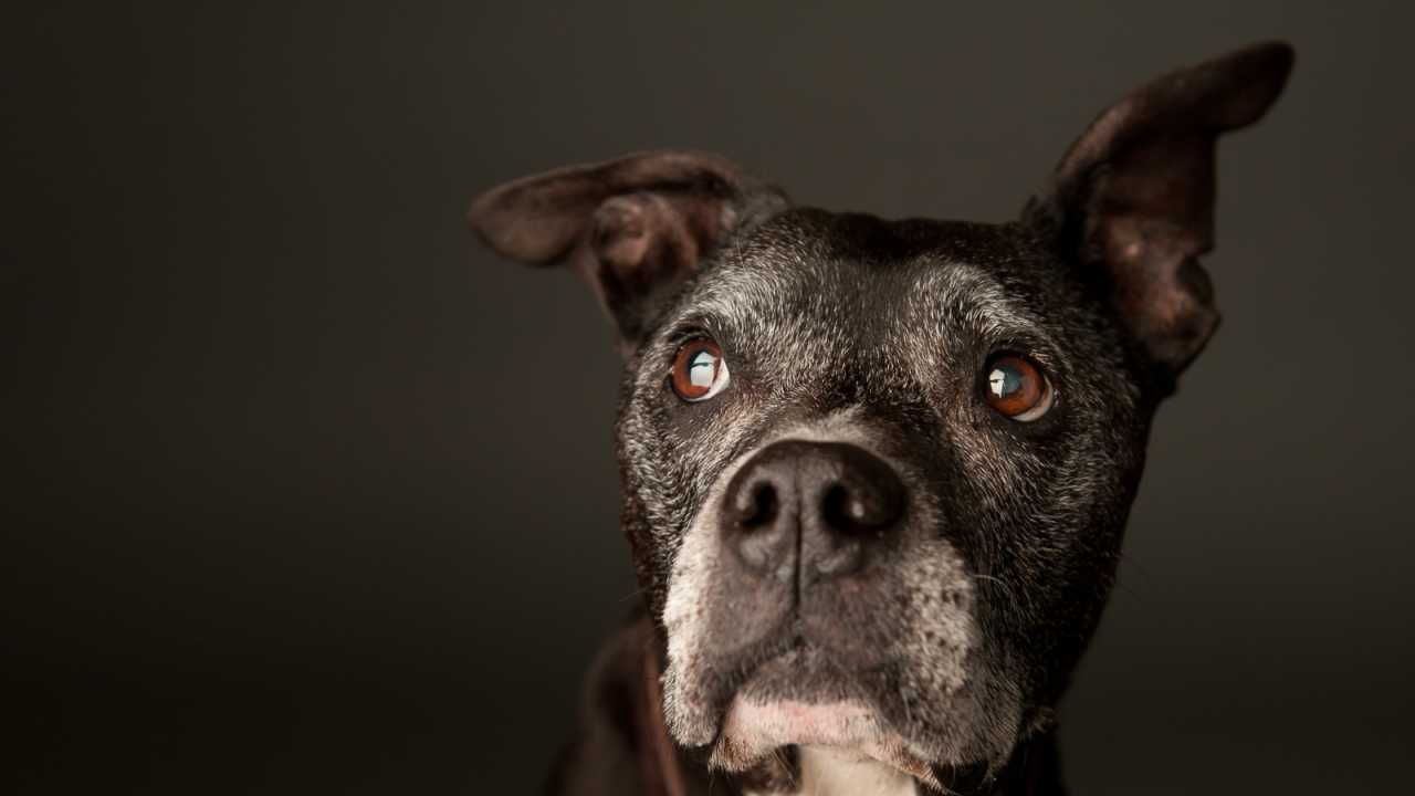 A close-up of an elderly black dog with expressive brown eyes and perked ears, looking attentively.