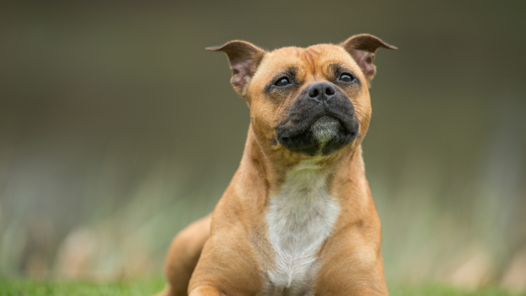 A brown dog with a short coat and a curious expression, sitting attentively with ears perked up.