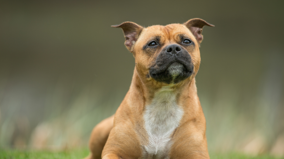 A brown dog with a short coat and a curious expression, sitting attentively with ears perked up.