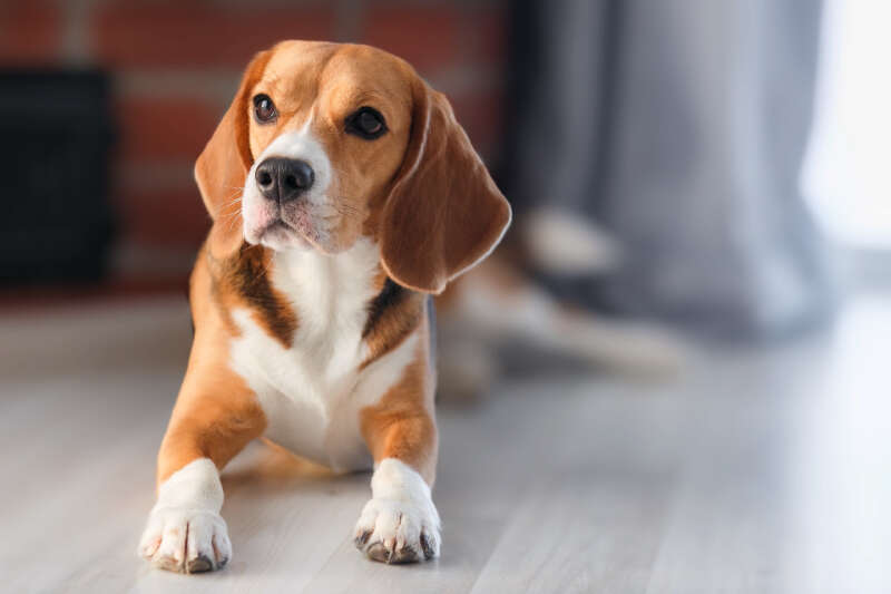 A beagle lays on a wooden floor, looking attentively with alert eyes and ears perked up.