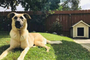 A tan dog lying on green grass in a yard, with a small doghouse visible in the background.
