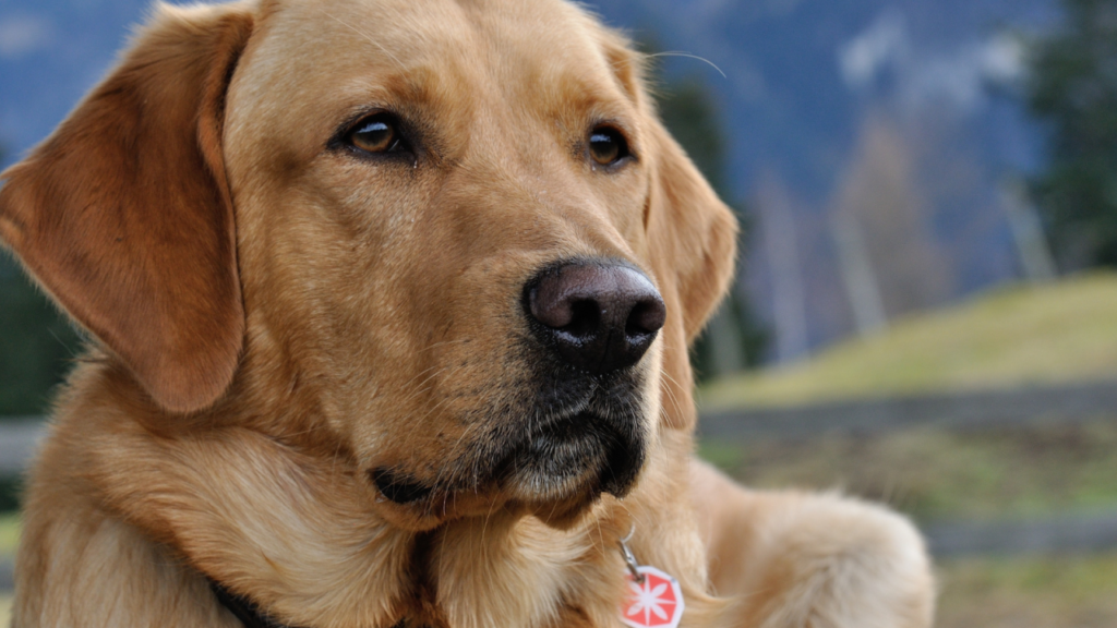 A close-up of a golden Labrador retriever looking attentively with a serious expression.