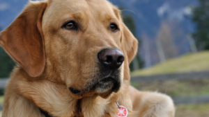 A close-up of a golden Labrador retriever looking attentively with a serious expression.