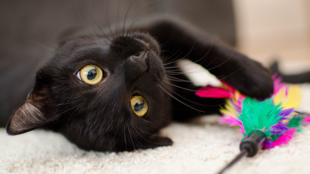 A playful black cat with bright yellow eyes lies on a soft surface, engaging with a colorful feather toy.