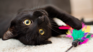 A playful black cat with bright yellow eyes lies on a soft surface, engaging with a colorful feather toy.