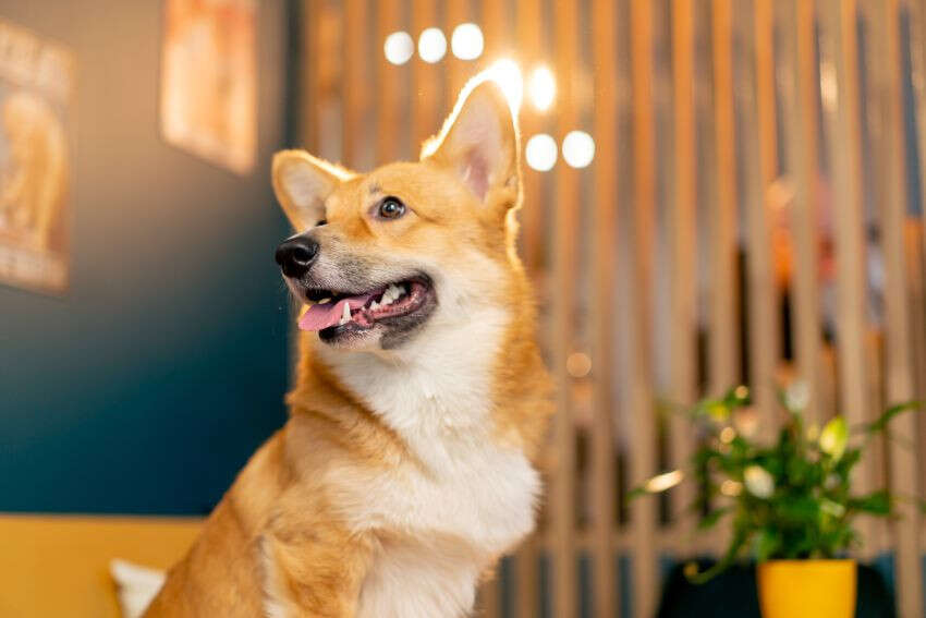 A happy corgi sits upright, looking to the side with its tongue out and ears perked up.