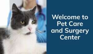 A grey and white cat sits in front of a blue background featuring text about a pet care and surgery center.