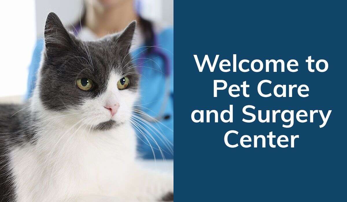 A grey and white cat sits in front of a blue background featuring text about a pet care and surgery center.