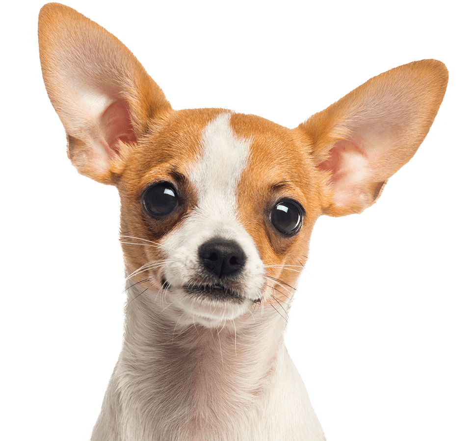 A small, alert Chihuahua with large ears and bright eyes, looking directly at the viewer.