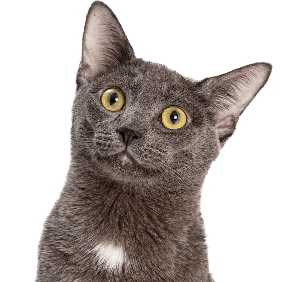 A gray cat with large yellow eyes and upright ears, looking curiously at the viewer.