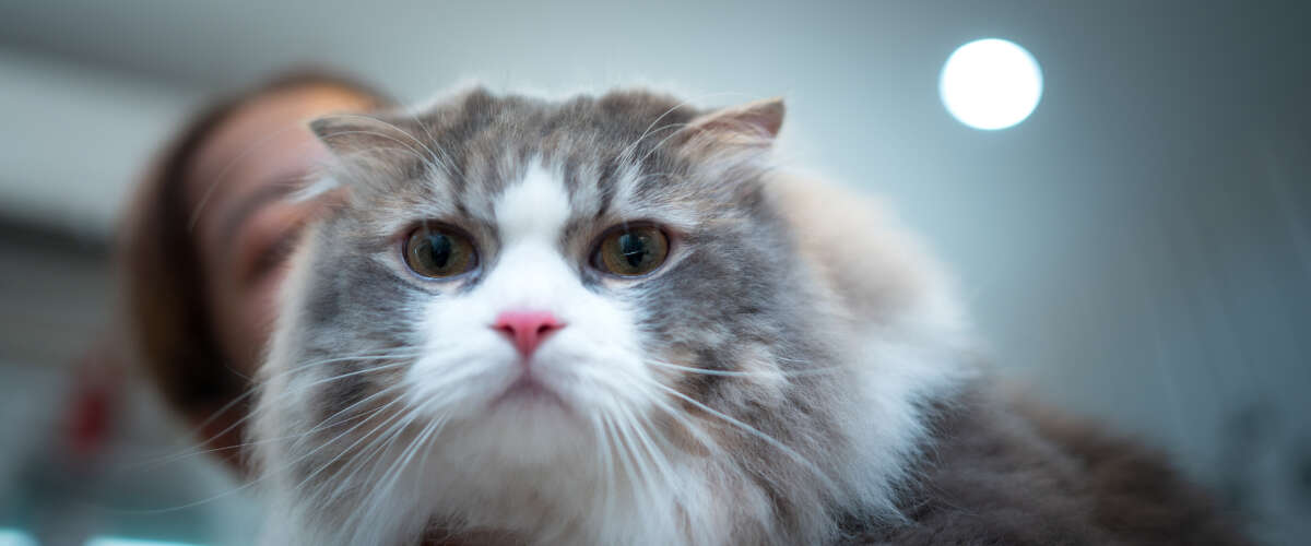 A fluffy gray and white cat with large eyes and a serious expression.