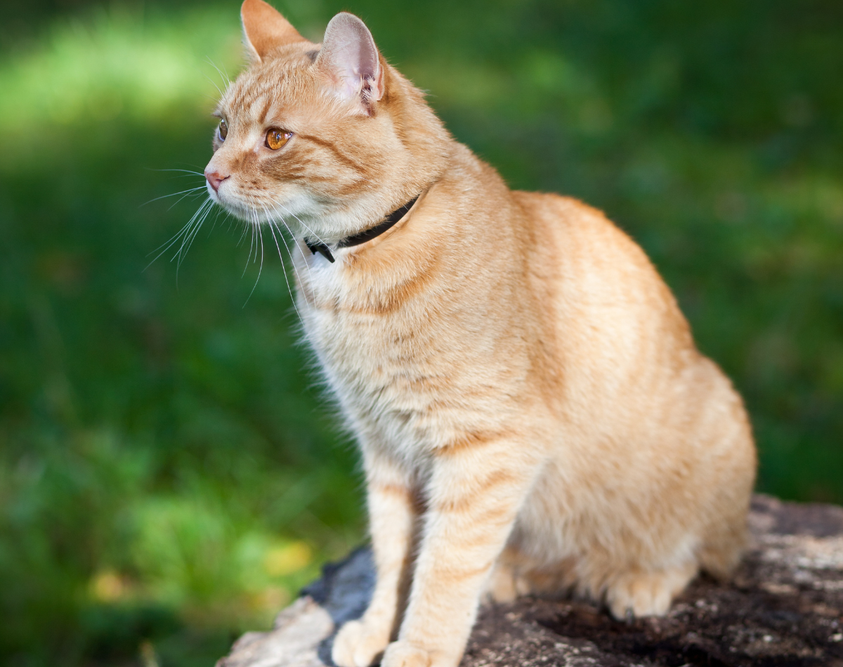A light orange cat with distinctive stripes sits attentively on a log, gazing to the side.