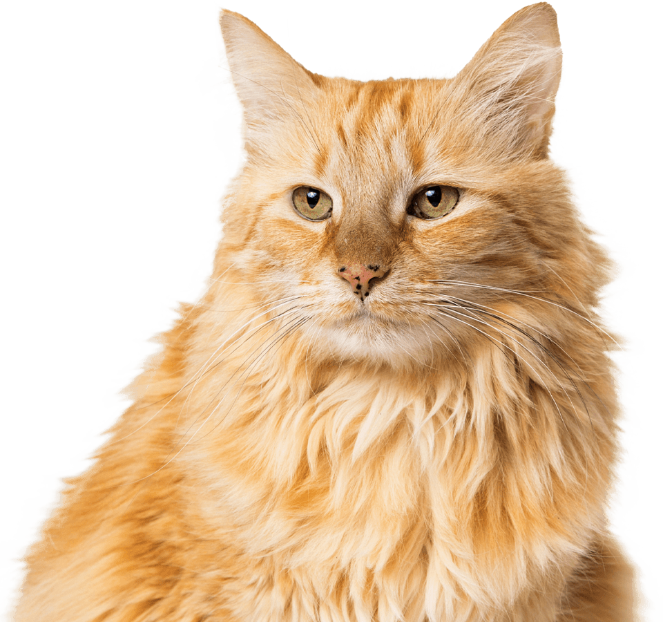 A fluffy orange cat with green eyes sits calmly, showing a thoughtful expression.
