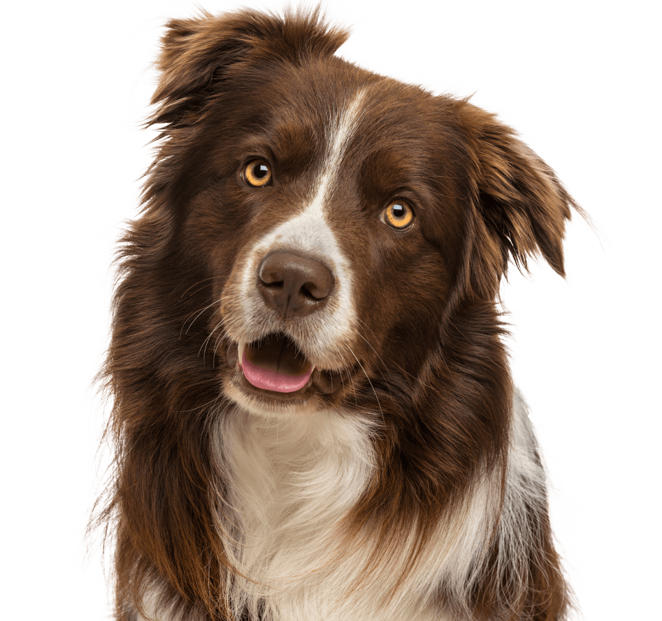 A close-up of a brown and white dog with expressive eyes and a curious expression.