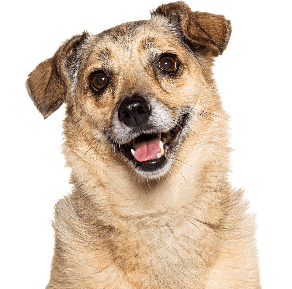 A happy, light brown dog with a joyful expression and large, dark eyes.