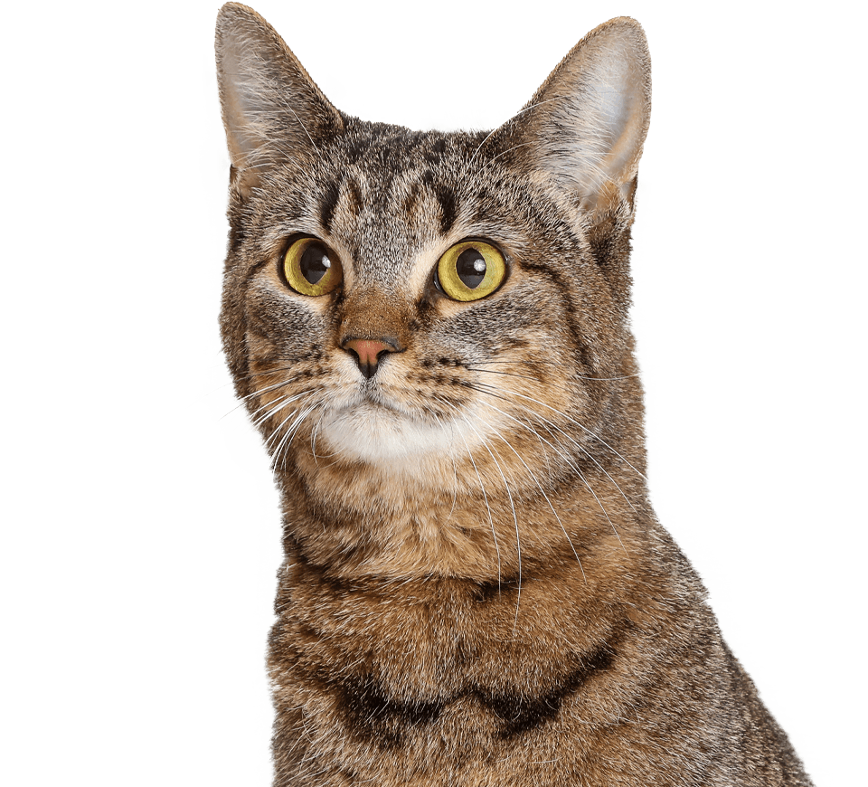 A close-up of a tabby cat with large yellow eyes and a curious expression.