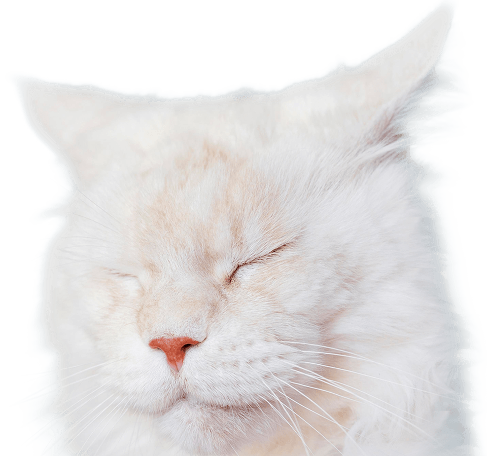 A fluffy white cat with closed eyes and a relaxed expression, featuring a small pink nose.